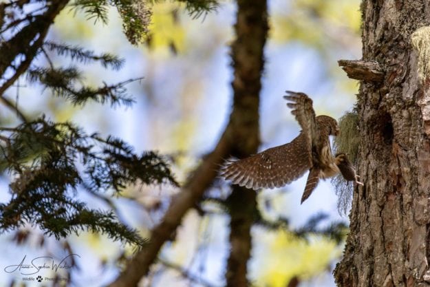 Maman ramène à manger dans la loge (Chevêchette d'Europe)