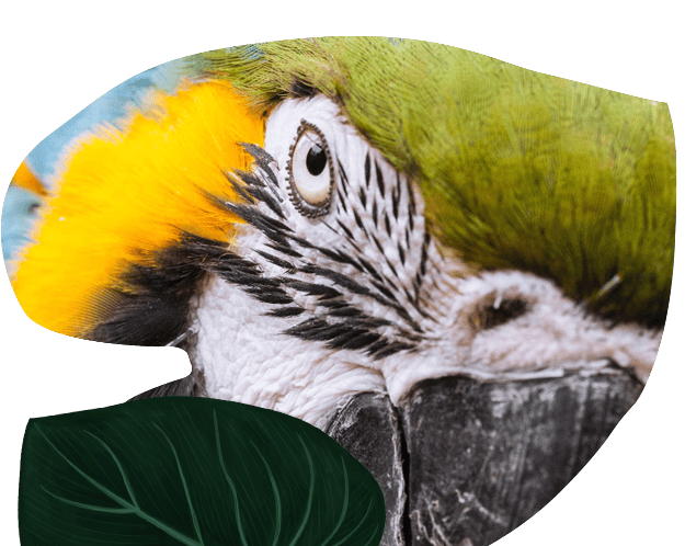 leaf-parrot