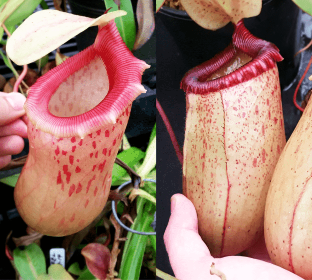 Nepenthes Jolly Scupture _ Nepenthes Hybrid Pitche