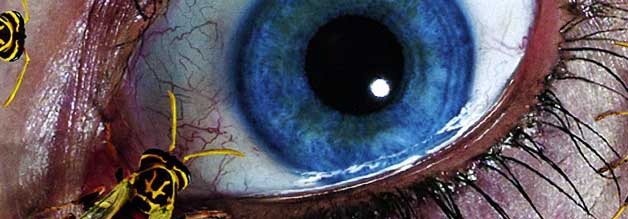 Flying Virus – Journalistin
