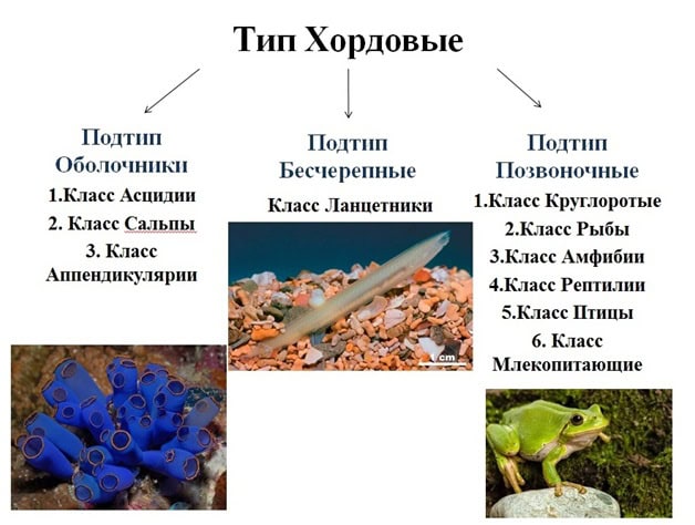 Разница между Ланцетниками и Оболочниками 1 Классификация хордовых