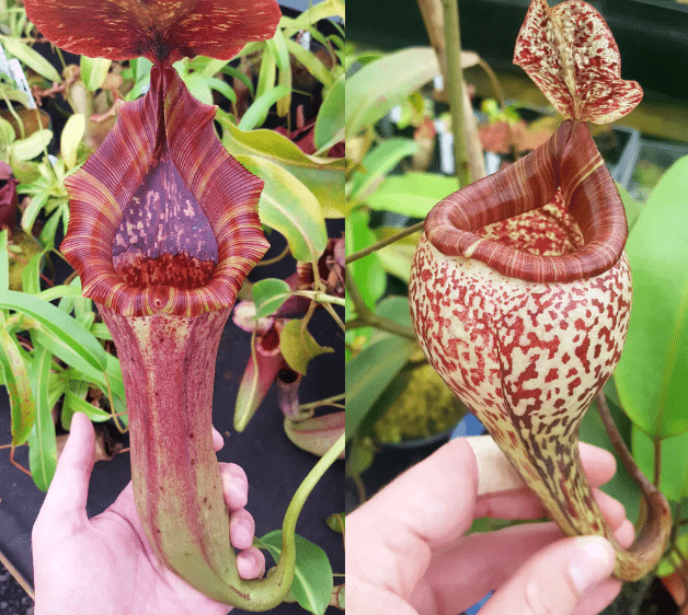 Nepenthes Lovely Vision _ Nepenthes Hybrid Pitcher