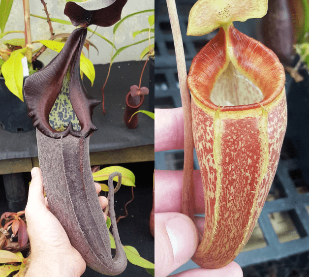 Nepenthes Furious Triumph
