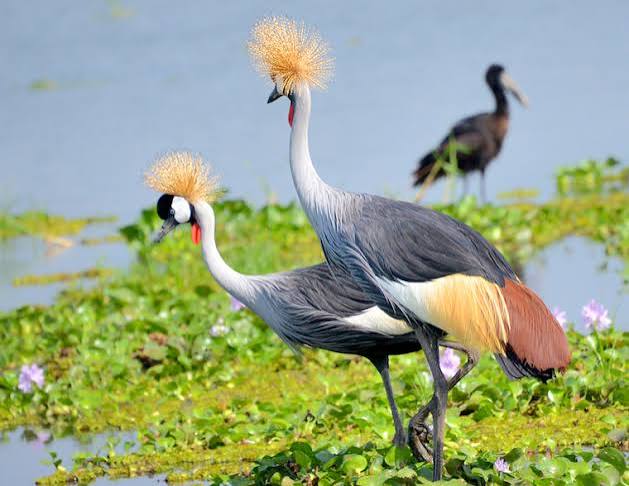 Best Activities in Queen Elizabeth Uganda