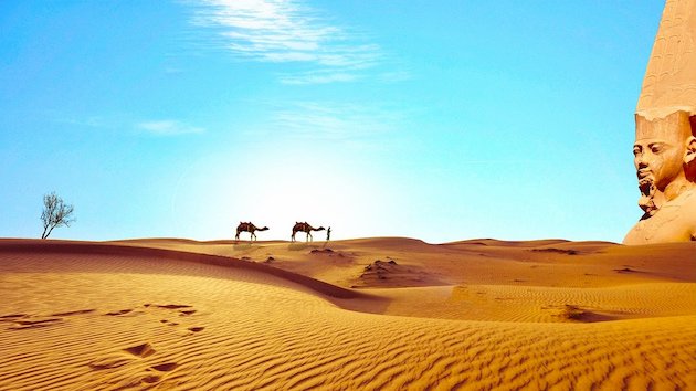 Kamele in der Wüste