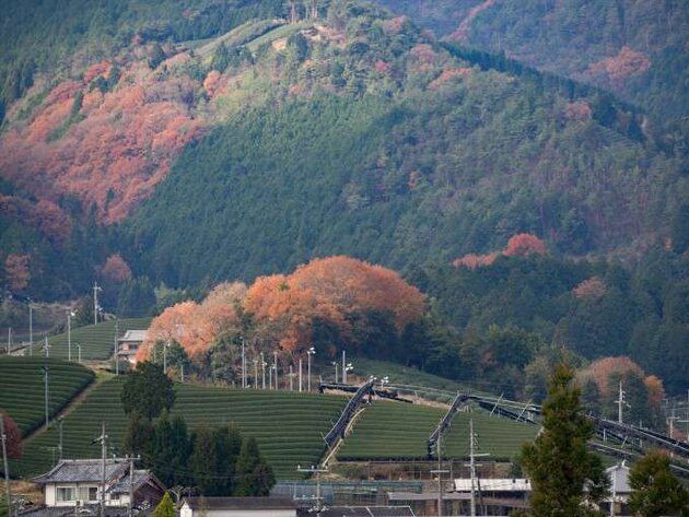 お茶の町、和束町