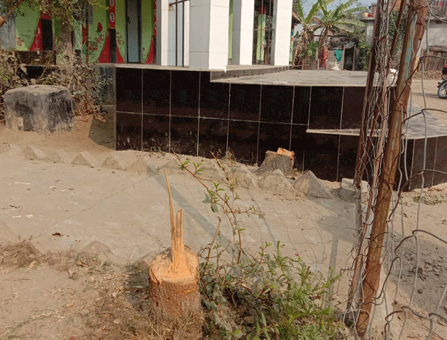 পবার নলখোলায় এক প্রাথমিক বিদ্যালয়ের ফলজ গাছ কেটেছে দুষ্কৃতিকারিরা
