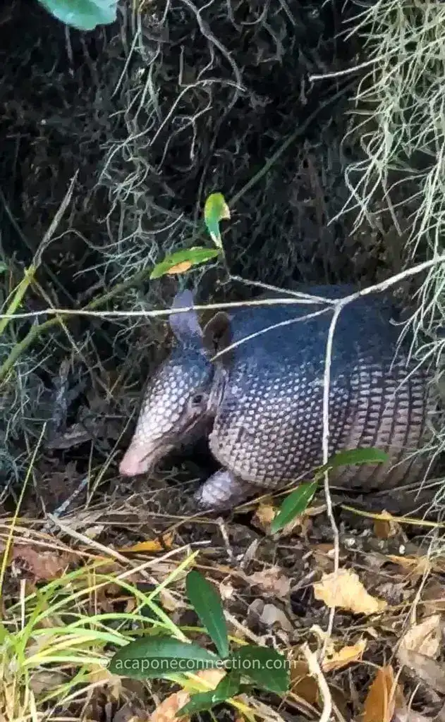 Armadillo at the Savannah Wildlife Refuge