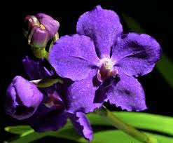 Quyền tác giả không bảo hộ nội dung, ý tưởng sáng tạo