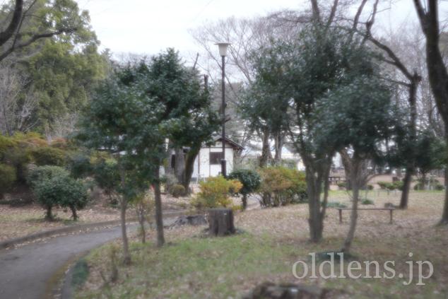 Auto Chinon 55mm f1.7 Macro Multi Coated作例Review 木々 植物 自然 風景 冬 winter 日本 japan 公園 park