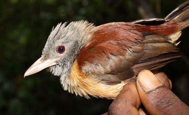 Pitohui belang