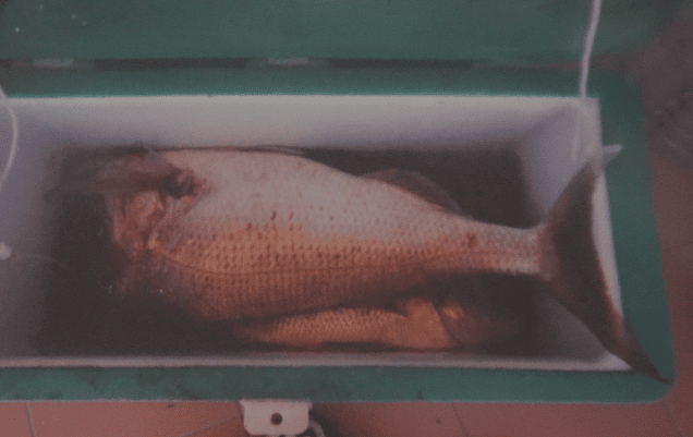 Secret Snapper Rig