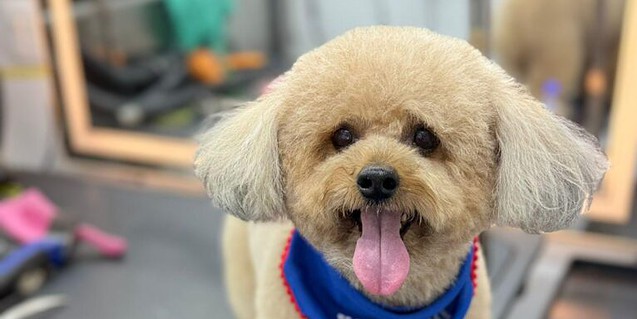 A poodle wearing a blue bandana with the text 'Yo Soy Familar' at a grooming station. A poodle wearing a blue bandana with the text 'Yo Soy Familar' at a grooming station.