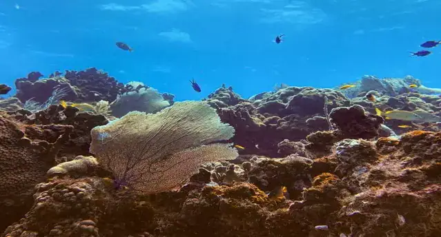 Buceo en Puerto Morelos