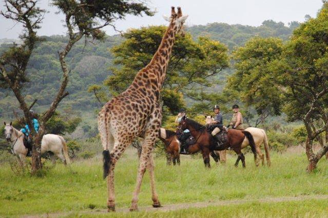 Is Uganda a Good Destination for a Complete Wildlife Safari