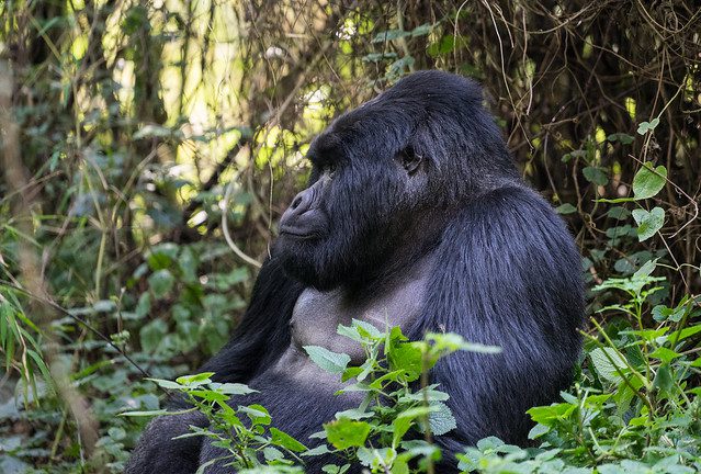 3 Days Uganda Gorilla and Golden Monkey Trekking Safari from Kigali
