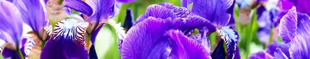 the elegance of iris in perfumes