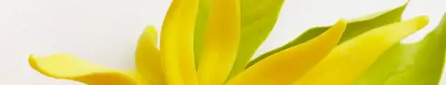 ylang ylang in perfumes