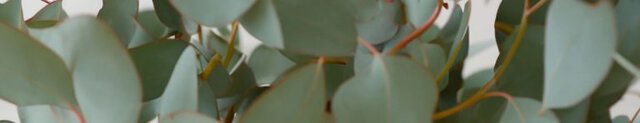 eucalyptus in perfumes