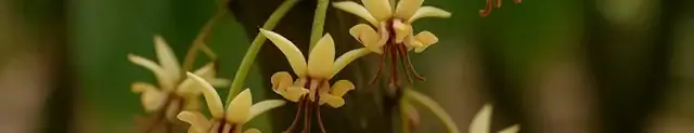 cacao blossom in perfumes