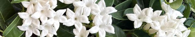 jasmine sambac in perfumes