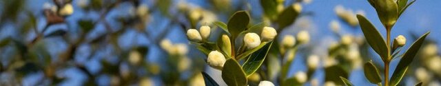 myrtle in perfume