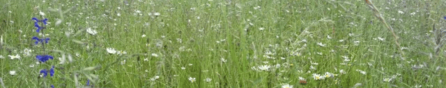 Champs de fleurs sauvages