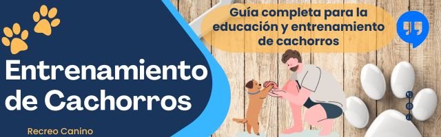 Guía completa para la educación y entrenamiento de cachorros entrenamiento de cachorros