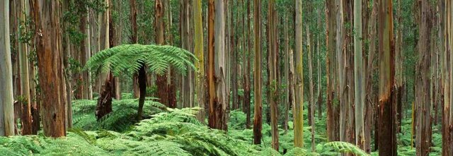 The Dandenong Ranges, Cool Temperate Rainforest, Victoria.