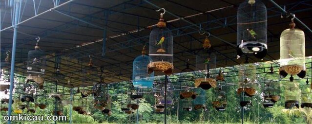 burung lovebird lomba