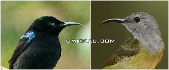jantan betina burung madu hitam