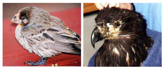 cacar-burung-biasa cacar-burung-biasa
