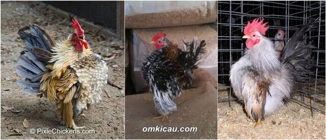 Ayam serama