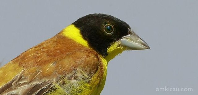 Burung emberiza