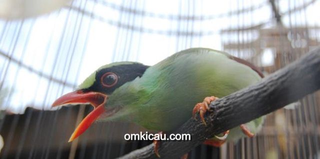 Burung ekek-geling jawa yang kini semakin kritis