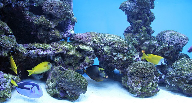 Saltwater Aquarium