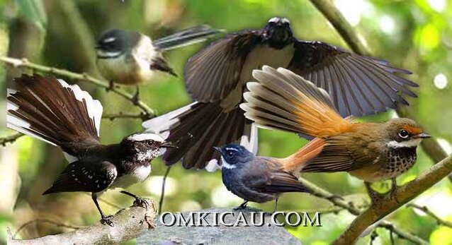 Ragam burung kipasan