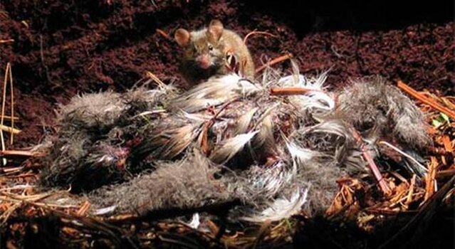 Gangguan tikus