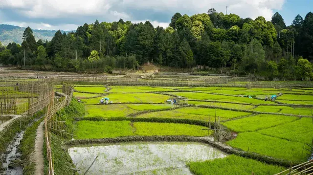 Ziro Valley