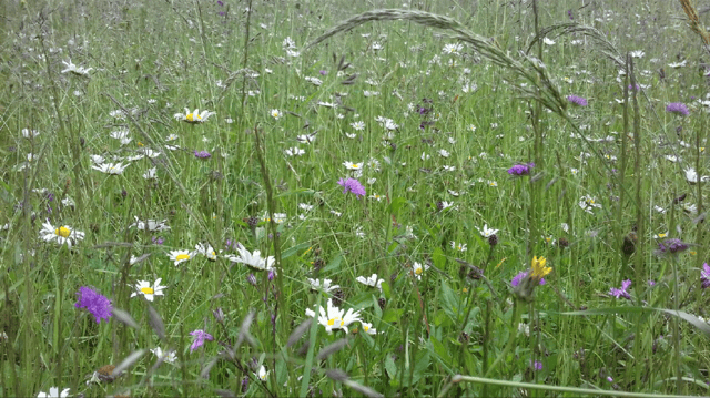Champ de fleurs sauvages