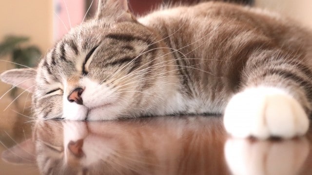 hot-cat