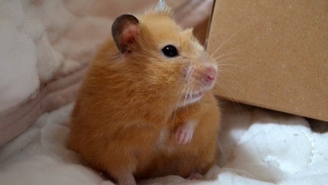 shivering-hamster