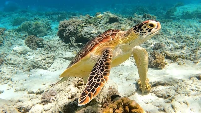 Schildkröten Ausflug Marsa Alam – Meeresschildkröte beim Schnorcheln in Marsa Mubarak
