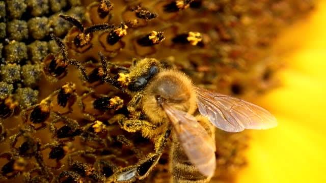 ΟΦΕΛΗ ΓΥΡΗΣ