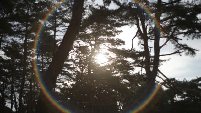 AUTO mamiya/sekor 50mm f2後期型 作例 虹ゴースト