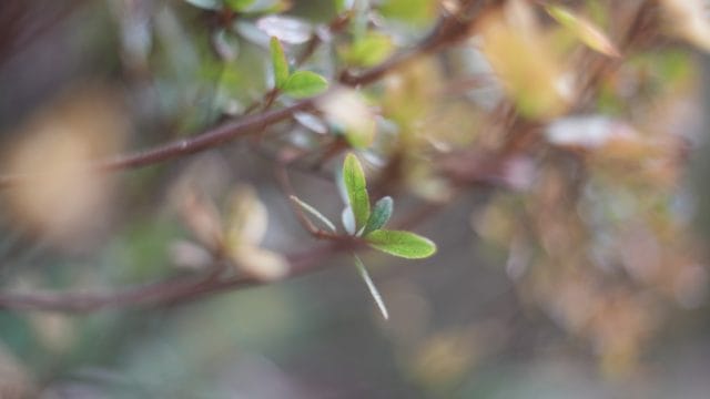 AUTO mamiya/sekor 50mm f2後期型 作例 マクロ 草花