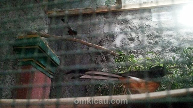 Kimseng Bird Farm, breeding murai batu