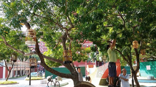 Pleci senang bertemu kelompok pleci yang lain diluar kelompoknya