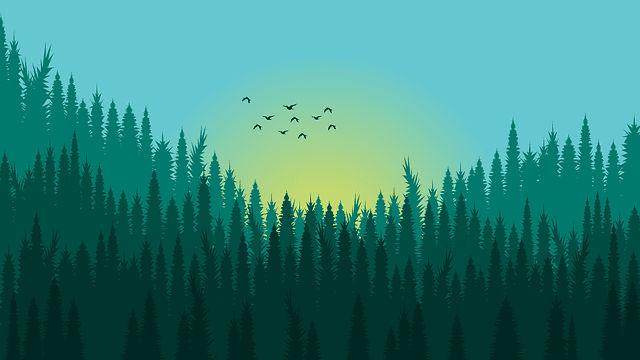 dawn