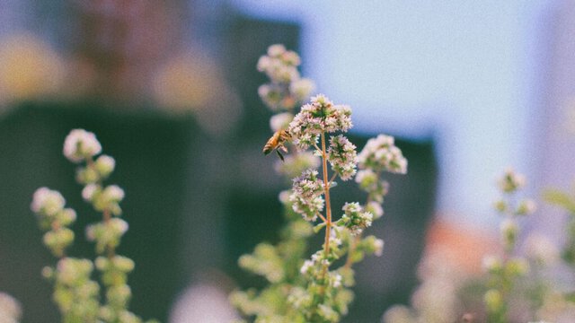 L’Inquinamento Rallenta gli Impollinatori: Un Nuovo Allerta